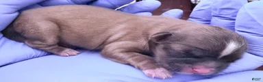 Shih Tzu Puppy 5