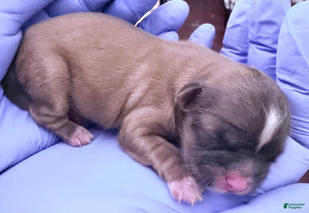 Shih Tzu dogs for sale: Shih Tzu Puppy 5 - Ad 1