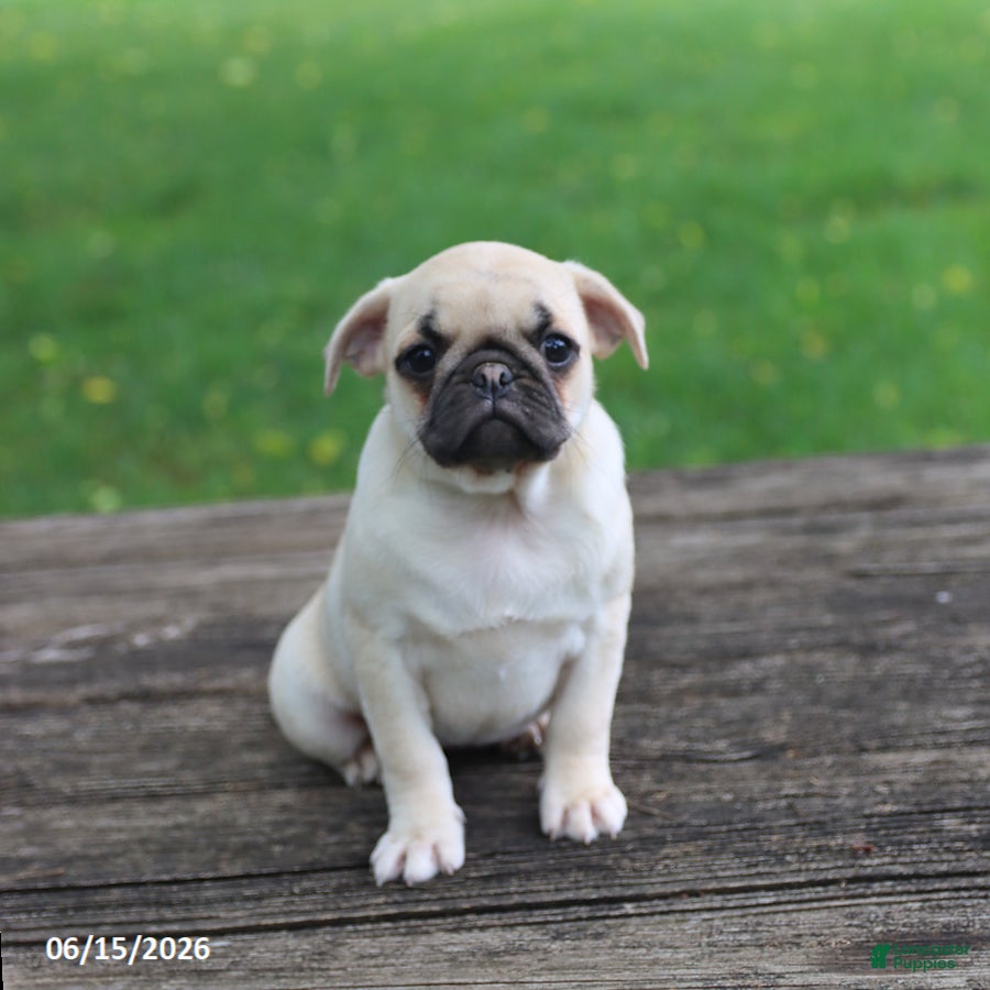 Pug dogs Lilac - Ad 1