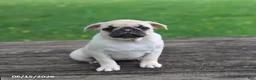 Pug dogs for sale: Lilac - Ad 6