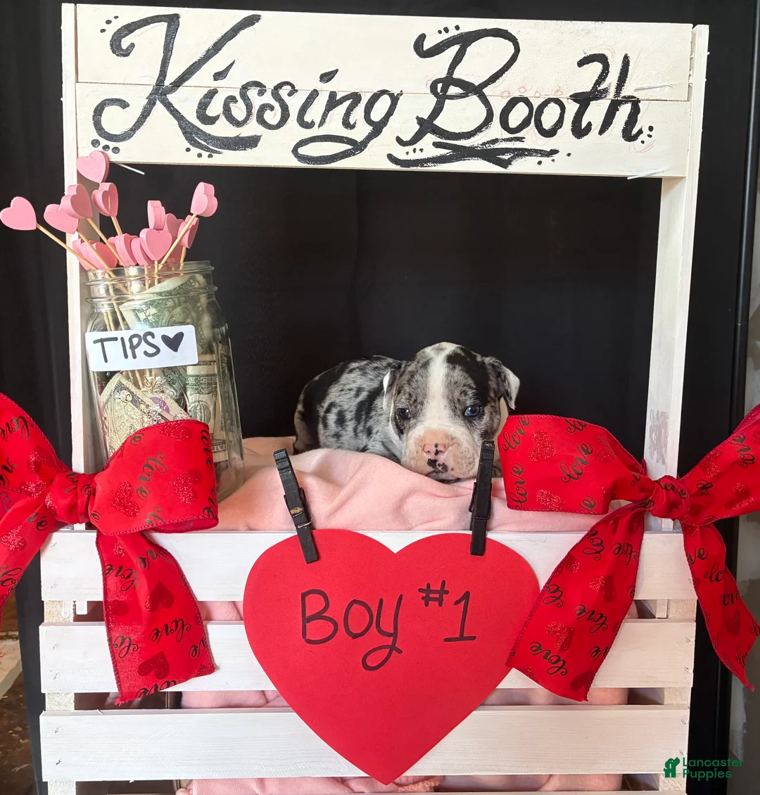 Olde English Bulldogge dogs for sale: Olde English Bulldogge Puppy 1 - Ad 11