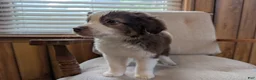 Miniature Australian Shepherd dogs for sale: Miniature Australian Shepherd 1 - Ad 4