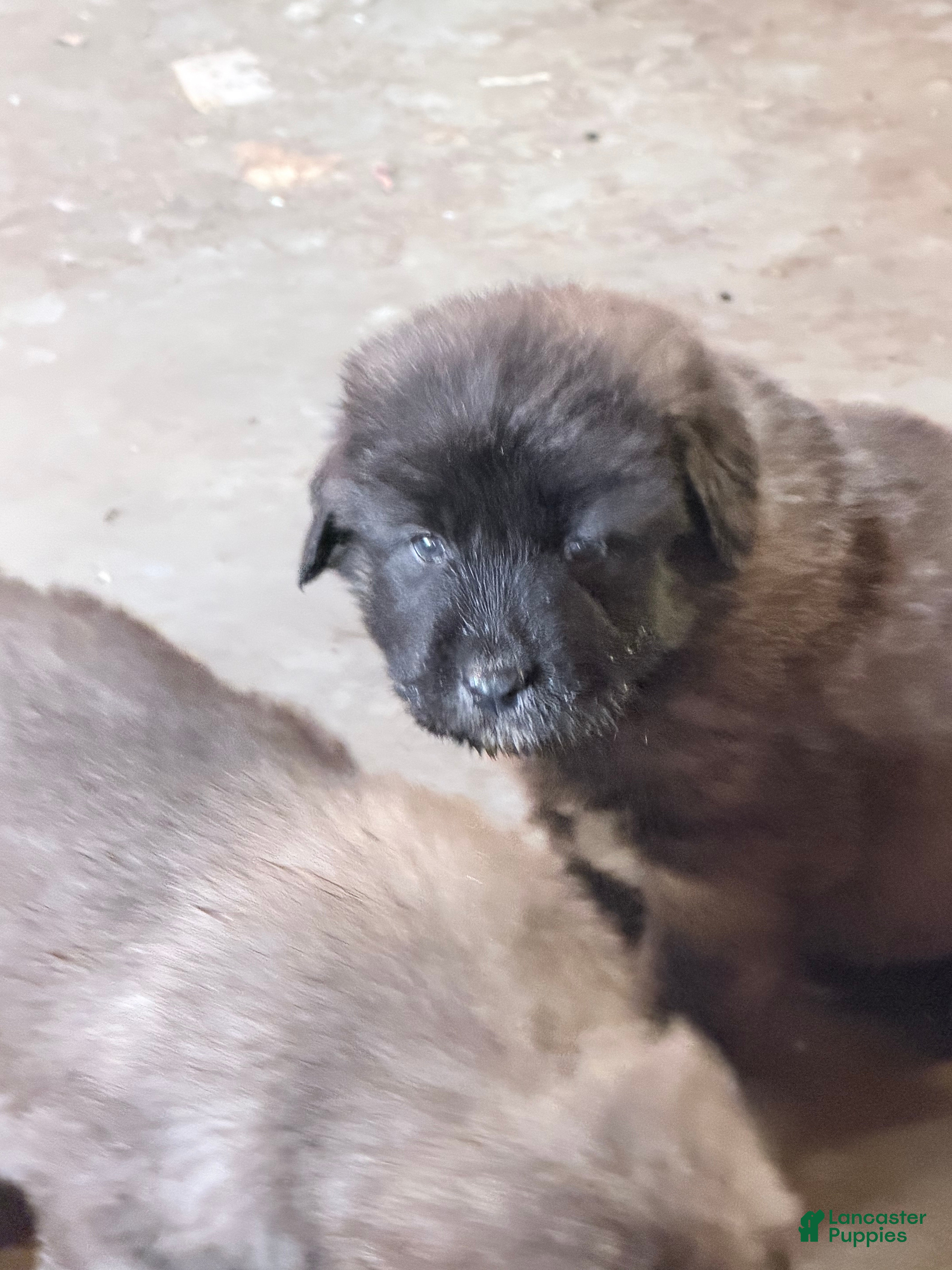 Caucasian Shepherd Dog dogs Arctic~ Caucasian Shepherd Dog Puppy 2 - Ad 4