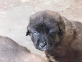 Caucasian Shepherd Dog dogs Arctic~ Caucasian Shepherd Dog Puppy 2 - Ad 4