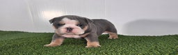 Olde English Bulldogge dogs for sale: Jax - Ad 2