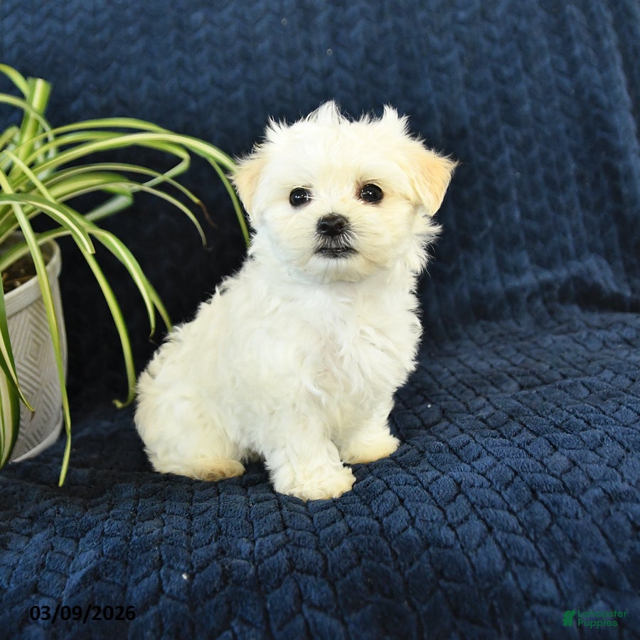 Maltese dogs Kenzie - Ad 1