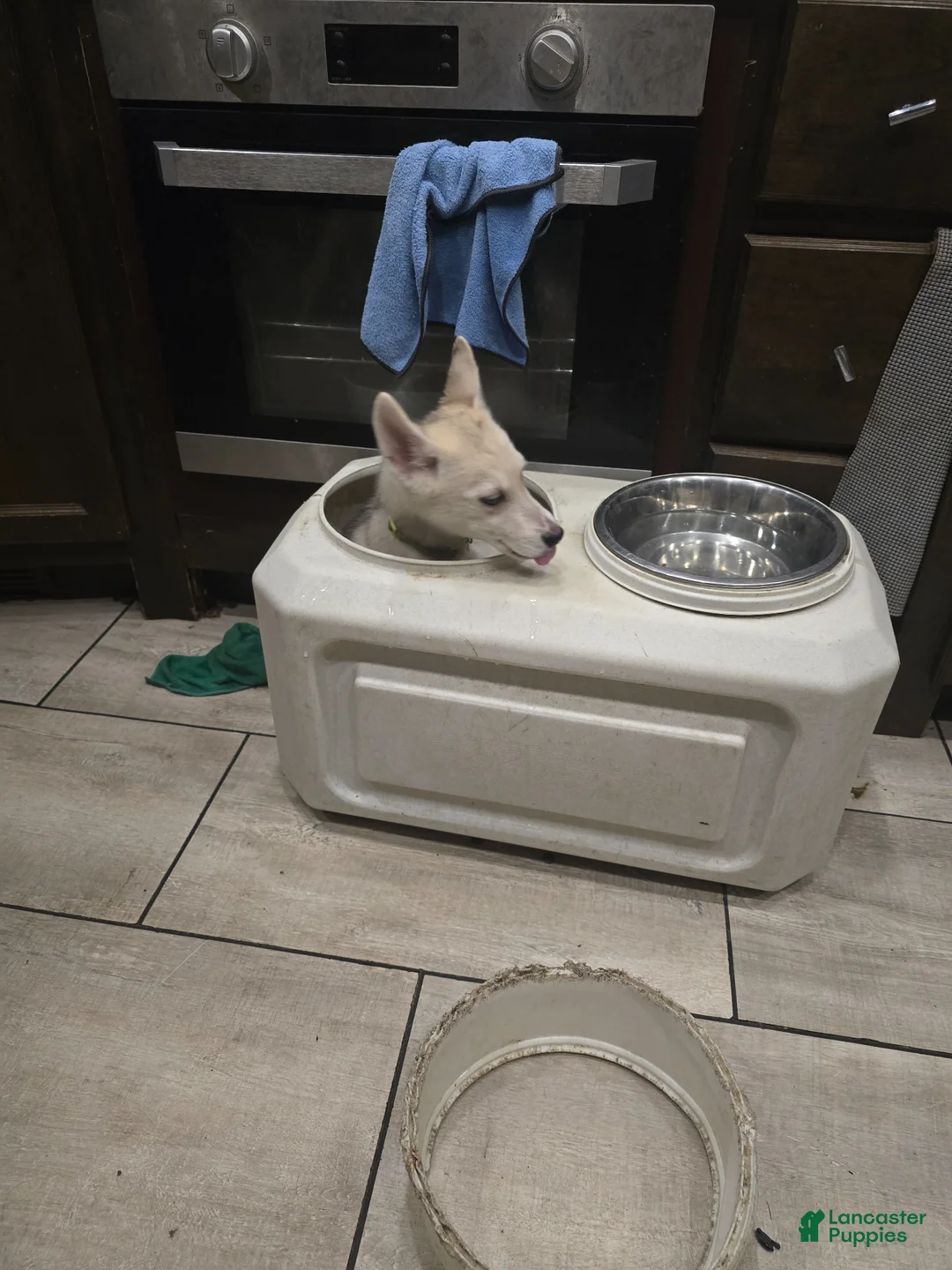 Gerberian Shepsky dogs for sale: Yuki - Ad 2