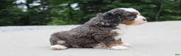 Mini Bernedoodle dogs for sale: Peyton  - Ad 4