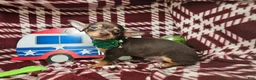 Chihuahua dogs for sale: Wolfgang Amado - Ad 1