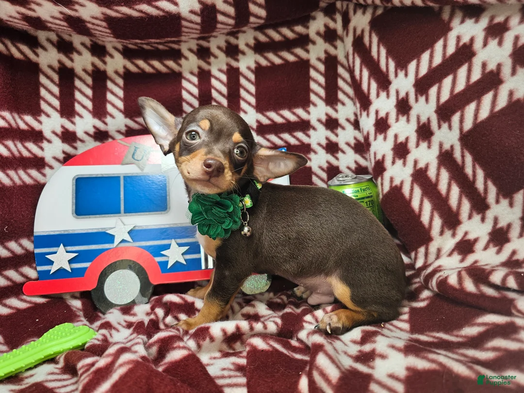 Chihuahua dogs for sale: Wolfgang Amado - Ad 1