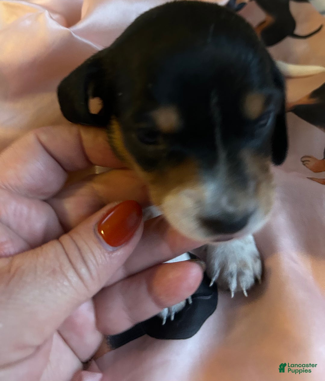 Miniature Dachshund dogs for sale: Sassyfrass  - Ad 5