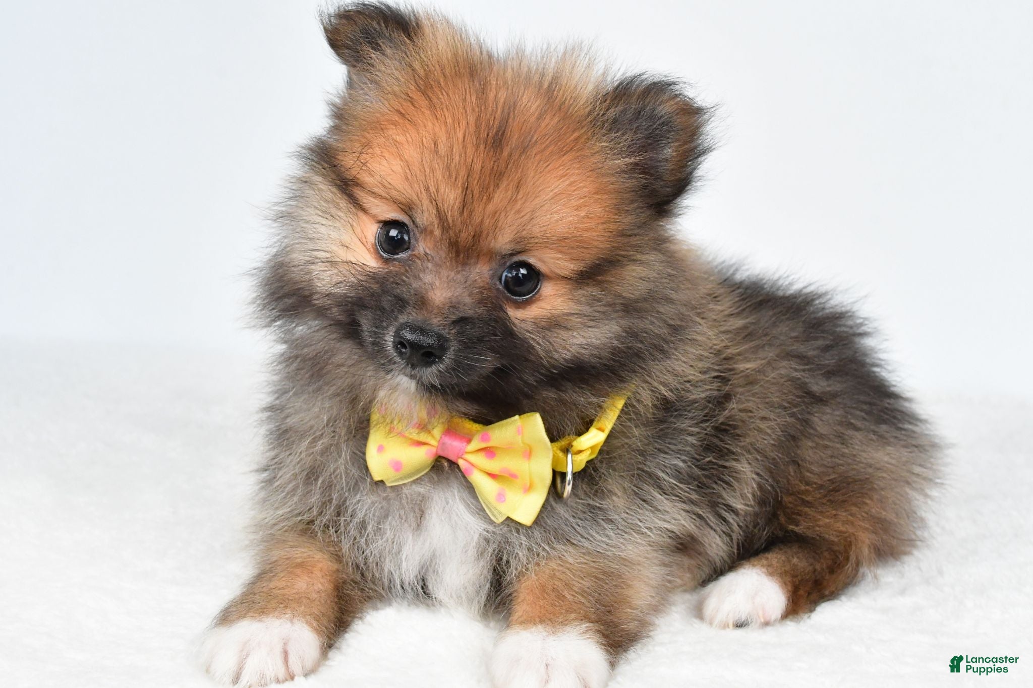 Pomeranian dogs Anson - Ad 2