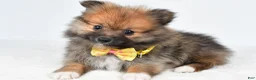 Pomeranian dogs for sale: Anson - Ad 2