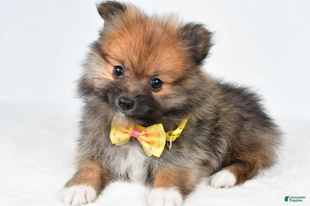 Pomeranian dogs for sale: Anson - Ad 2