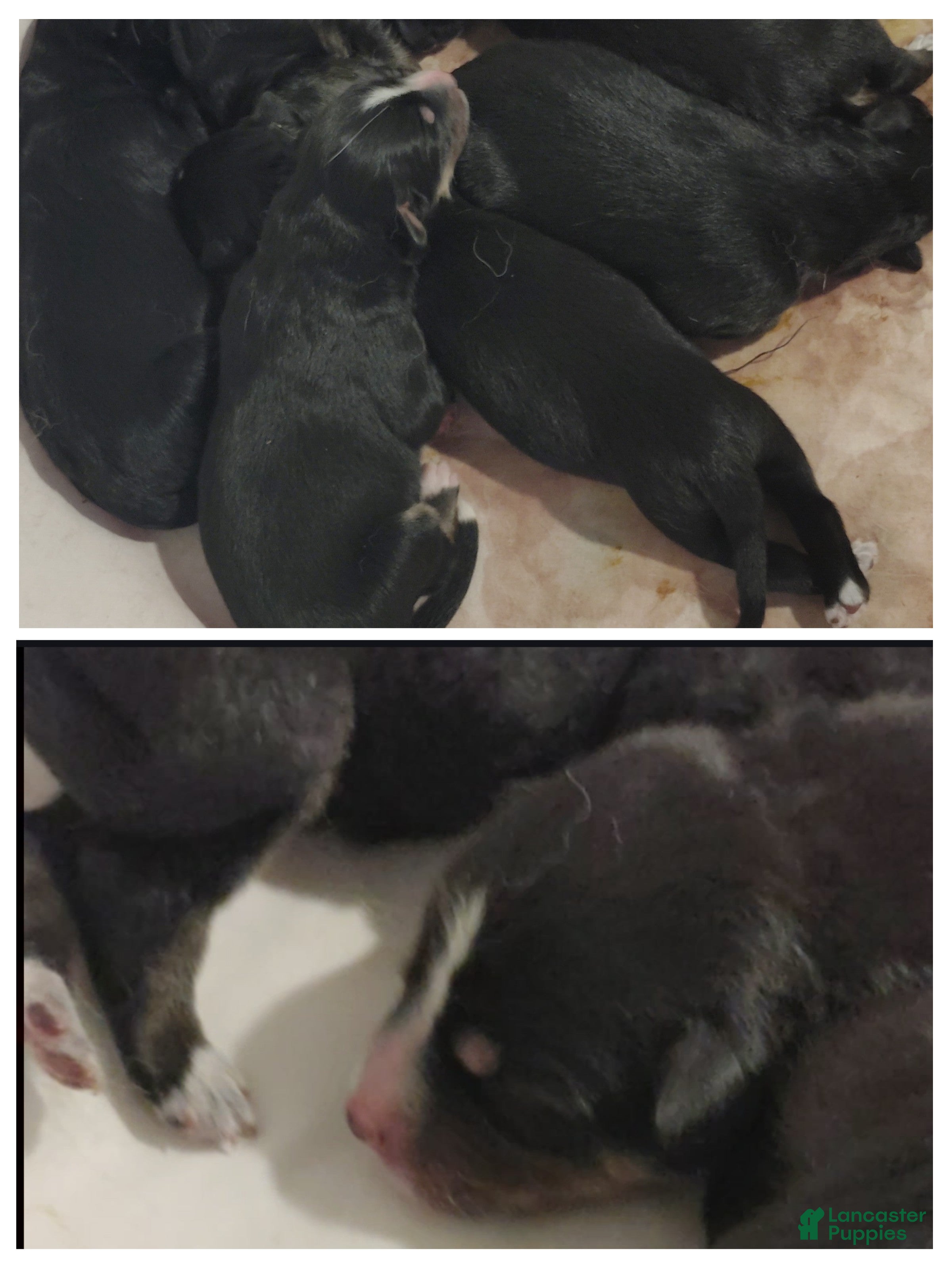Mixed Breed dogs Mixed Breed 2 - Ad 19