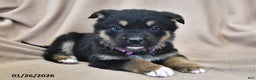 Mixed Breed dogs for sale: Heidi  - Ad 2