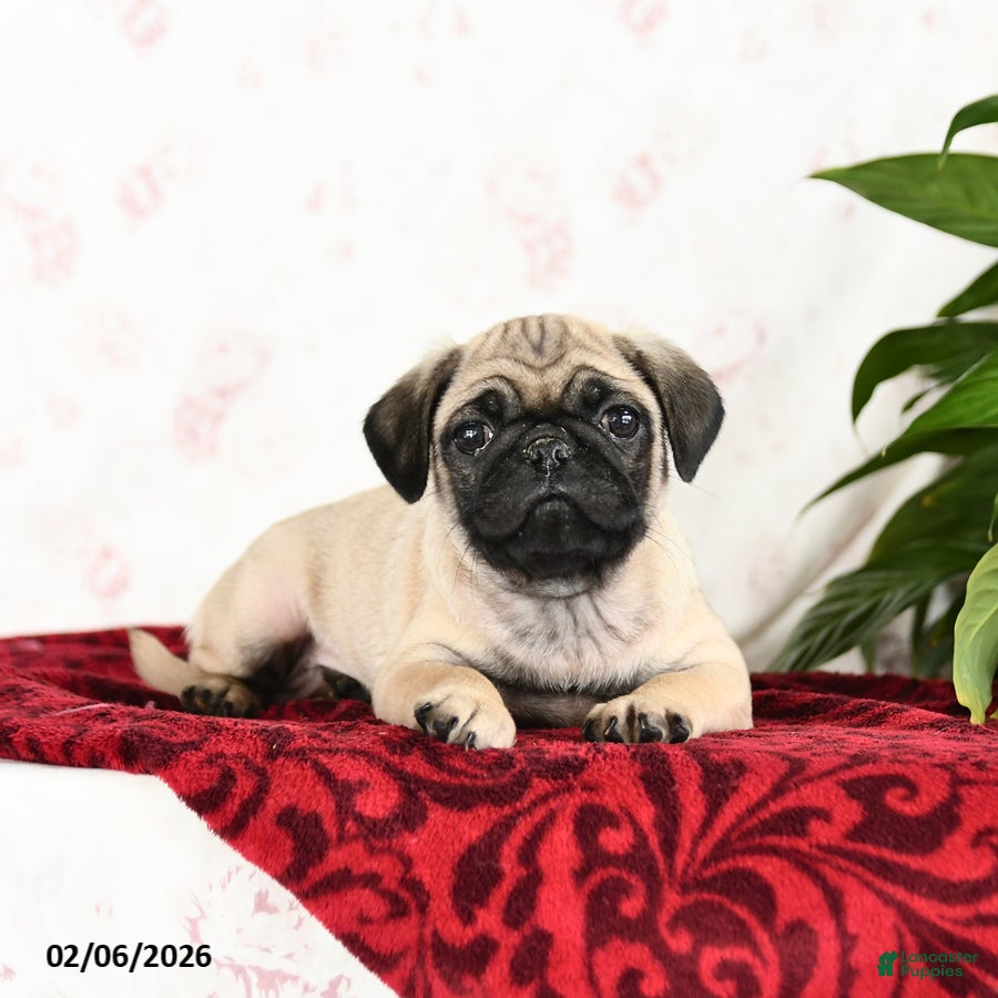 Pug dogs Tucker - Ad 2