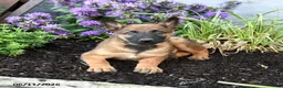 Belgian Malinois dogs for sale: Trooper - Ad 5