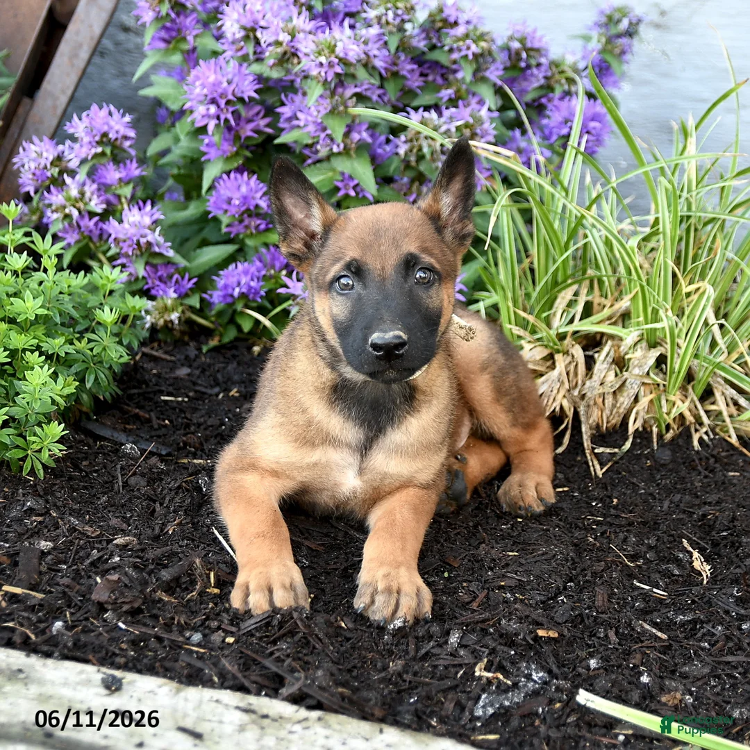 Belgian Malinois dogs for sale: Trooper - Ad 5