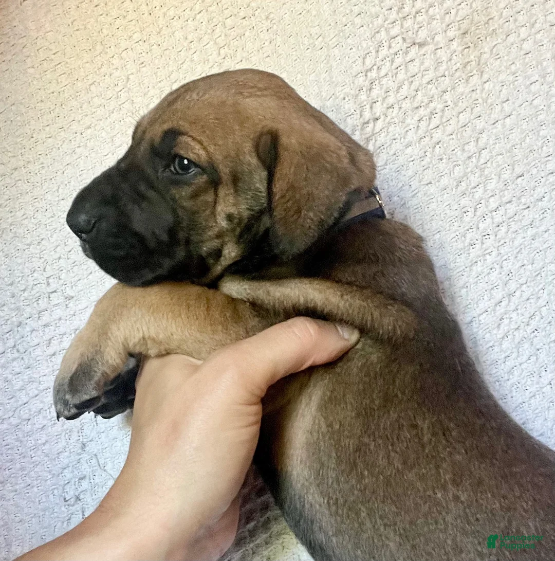 Great Dane dogs for sale: Warren - Ad 2