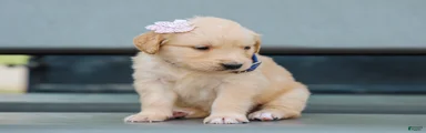 Adyson ACA Golden Retriever Pup