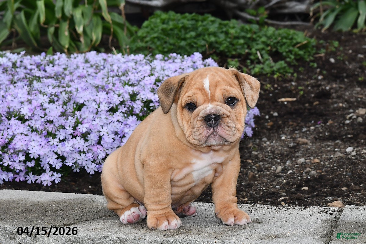 English Bulldog dogs Daphne - Ad 2