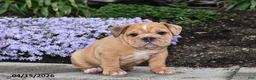 English Bulldog dogs for sale: Daphne - Ad 2