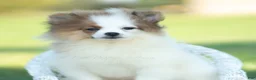 Pomeranian dogs for sale: Biscuit AKC - Ad 6