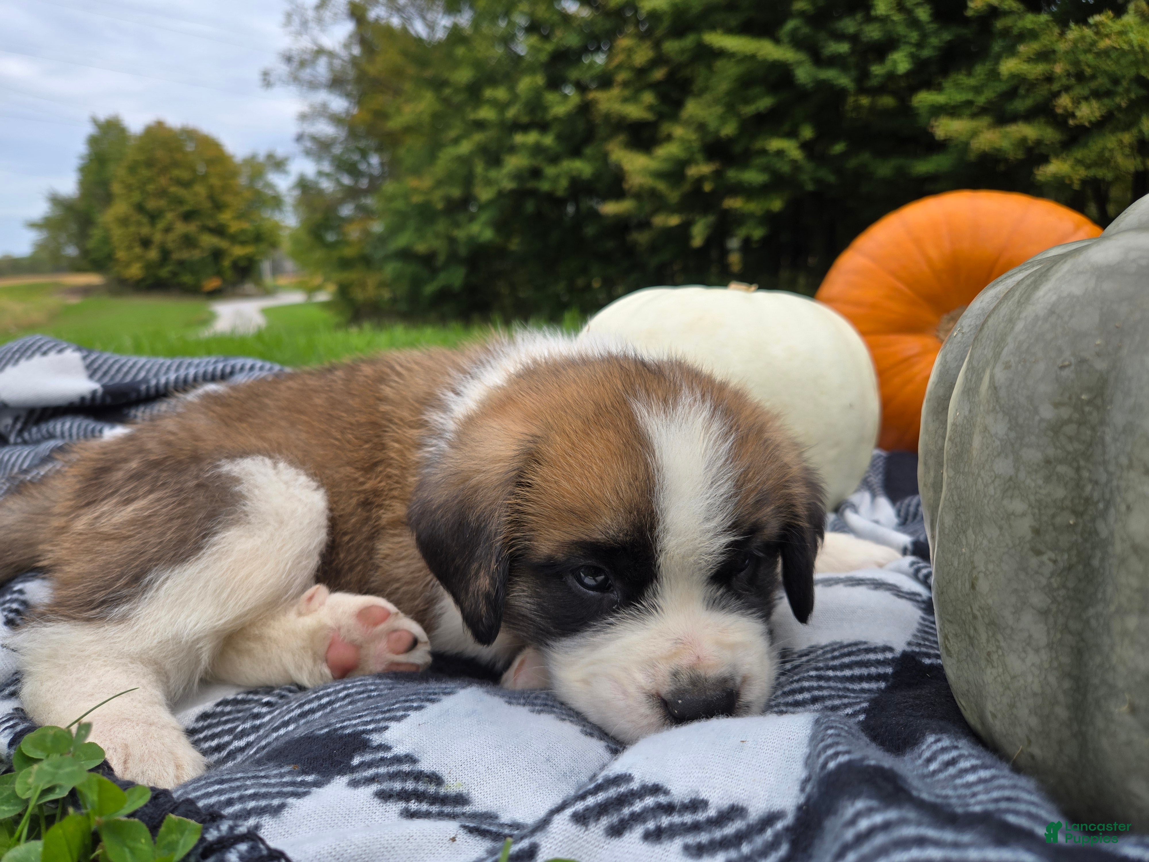 Saint Bernard dogs Buckeye - Ad 1