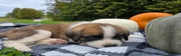 Saint Bernard dogs for sale: Buckeye - Ad 1
