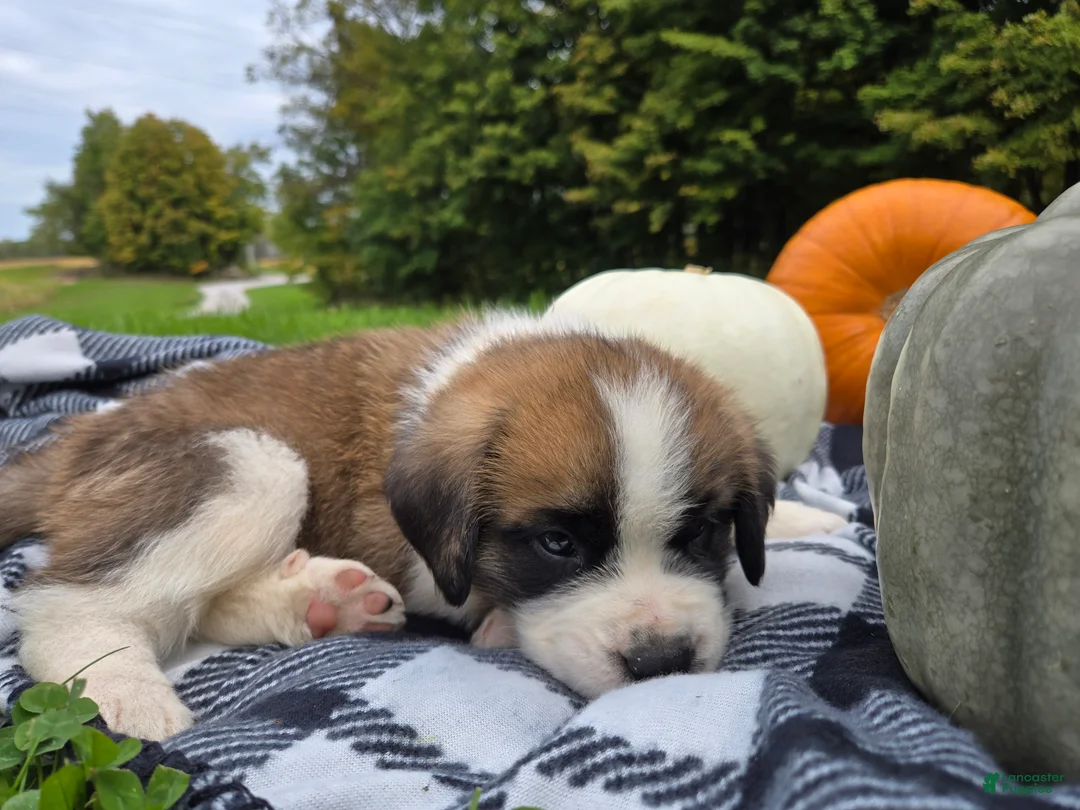 Saint Bernard dogs for sale: Buckeye - Ad 1