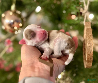 Aussiedoodle dogs Will The Wise - Ad 4
