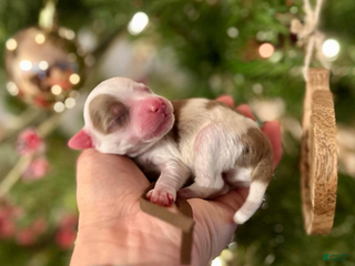 Aussiedoodle dogs Will The Wise - Ad 1