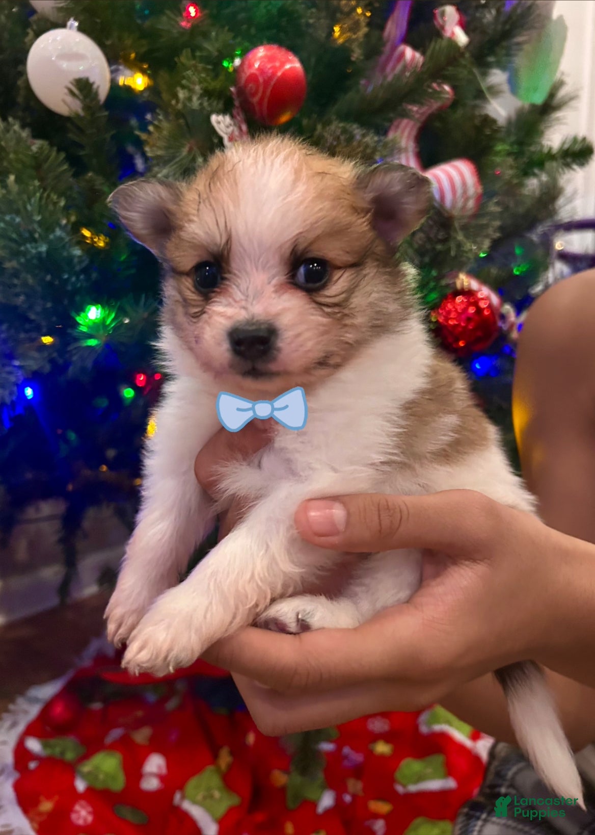 Pomeranian dogs Benji - Ad 3