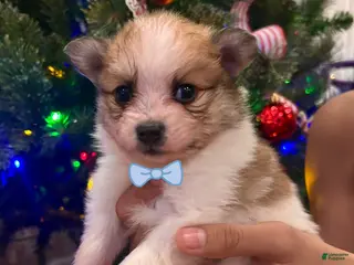 Pomeranian dogs Benji - Ad 5