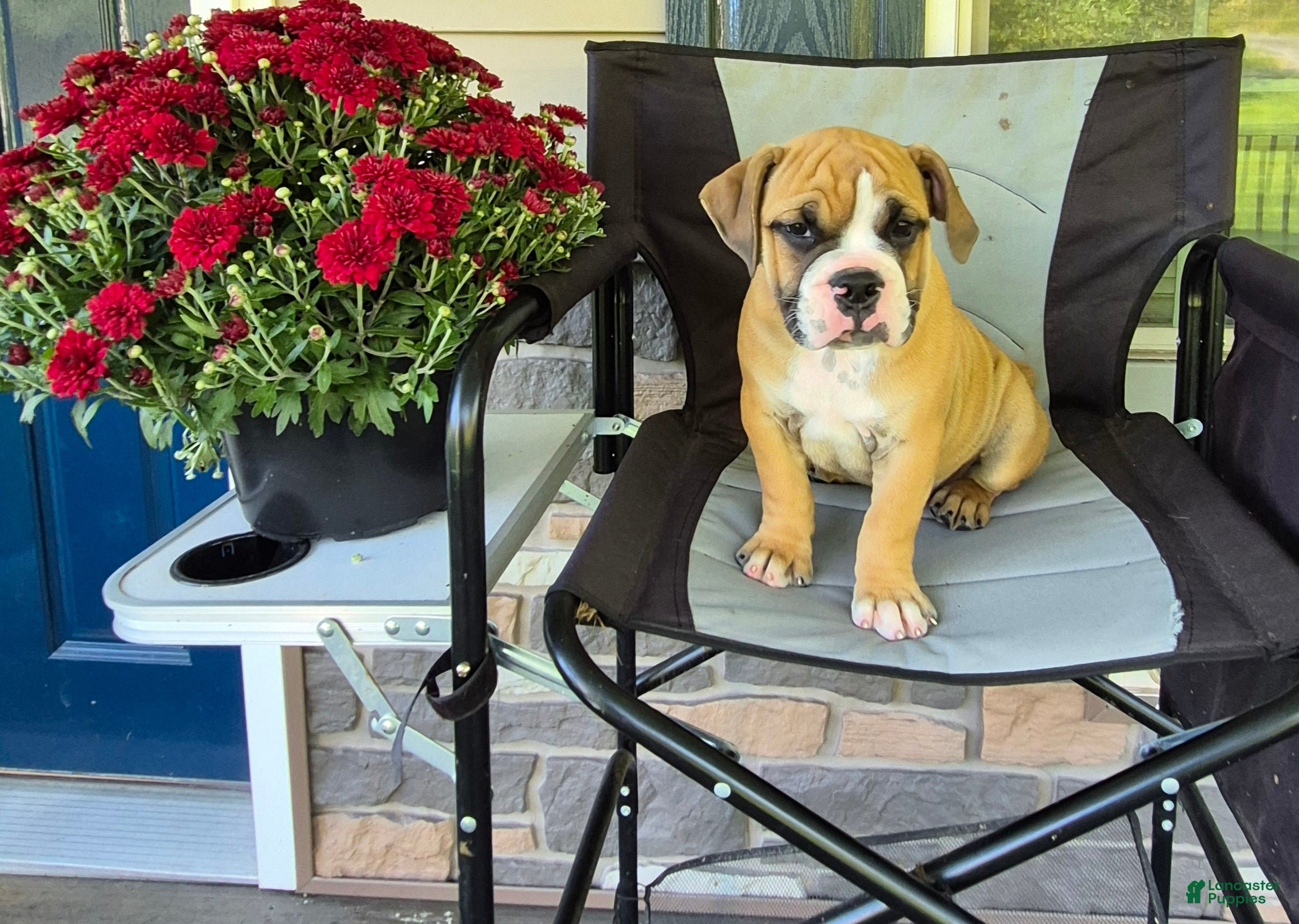 Mixed Breed dogs for sale: Scooter - Ad 1