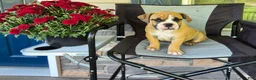 Mixed Breed dogs for sale: Scooter - Ad 1