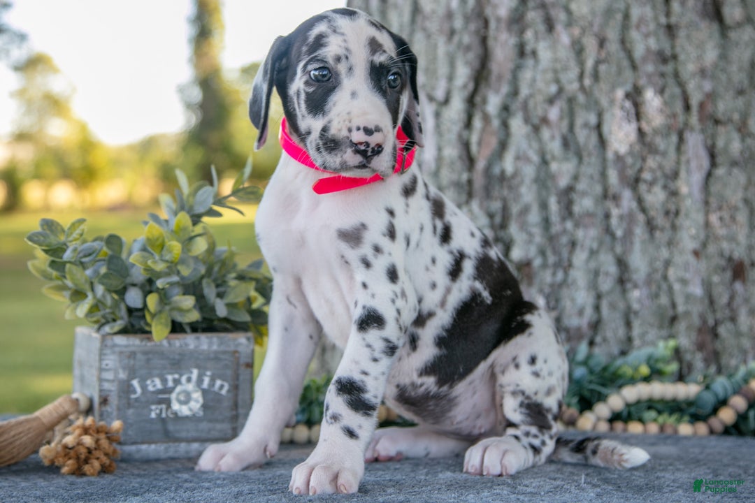 Dane Dog Great Dane Dalmatian Mix Puppies For Sale Great Dane