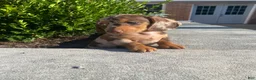 Miniature Dachshund dogs for sale: Brody - Ad 3