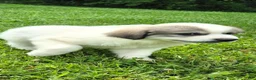 Great Pyrenees dogs for sale: Great Pyrenees 1 - Ad 5