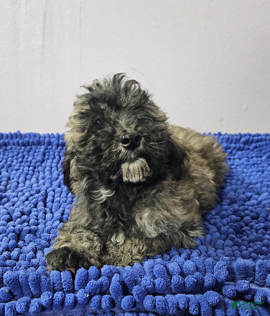 Goldendoodle dogs for sale:  Puppy 1 - Ad 2