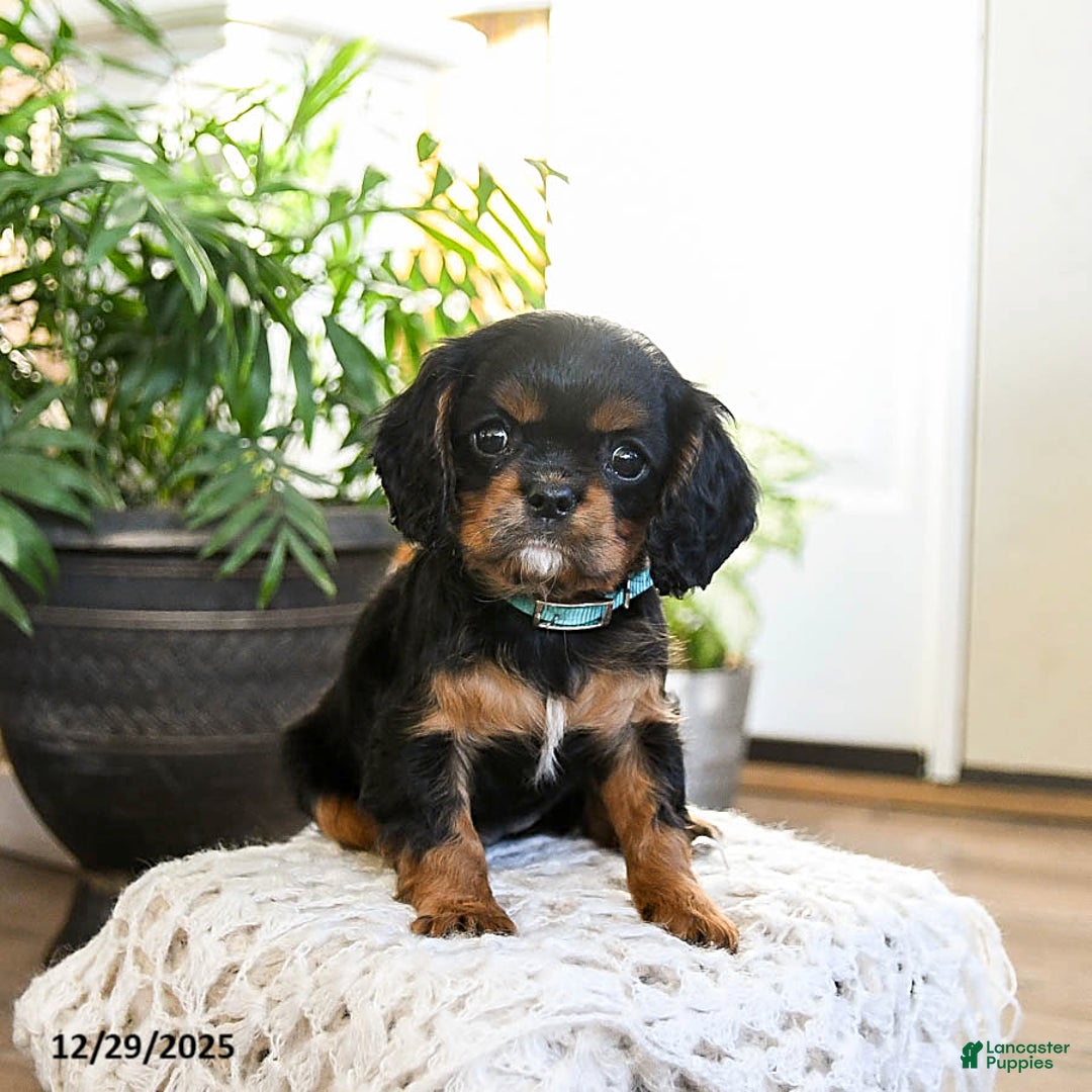 Cavalier King Charles Spaniel dogs for sale: Vanilla - Ad 3