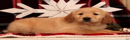 Golden Retriever dogs for sale: Dasher - Ad 2