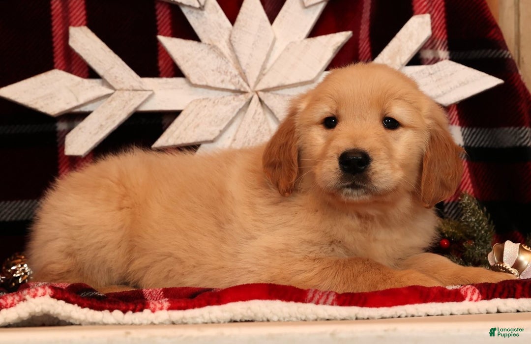 Golden Retriever dogs for sale: Dasher - Ad 2