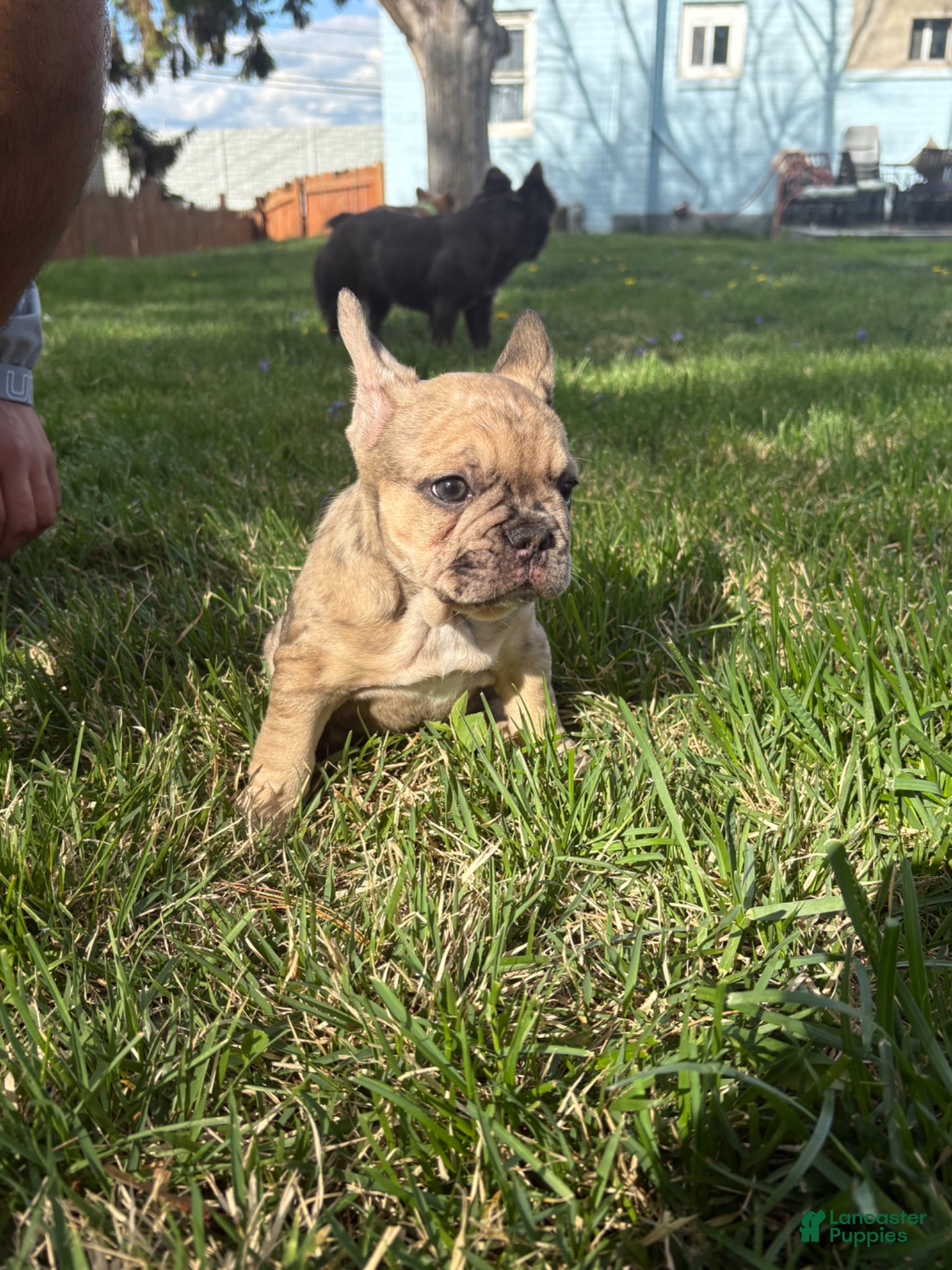 French Bulldog dogs French Bulldog Puppy - Ad 1