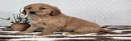 Golden Retriever dogs for sale: Goldie  - Ad 4