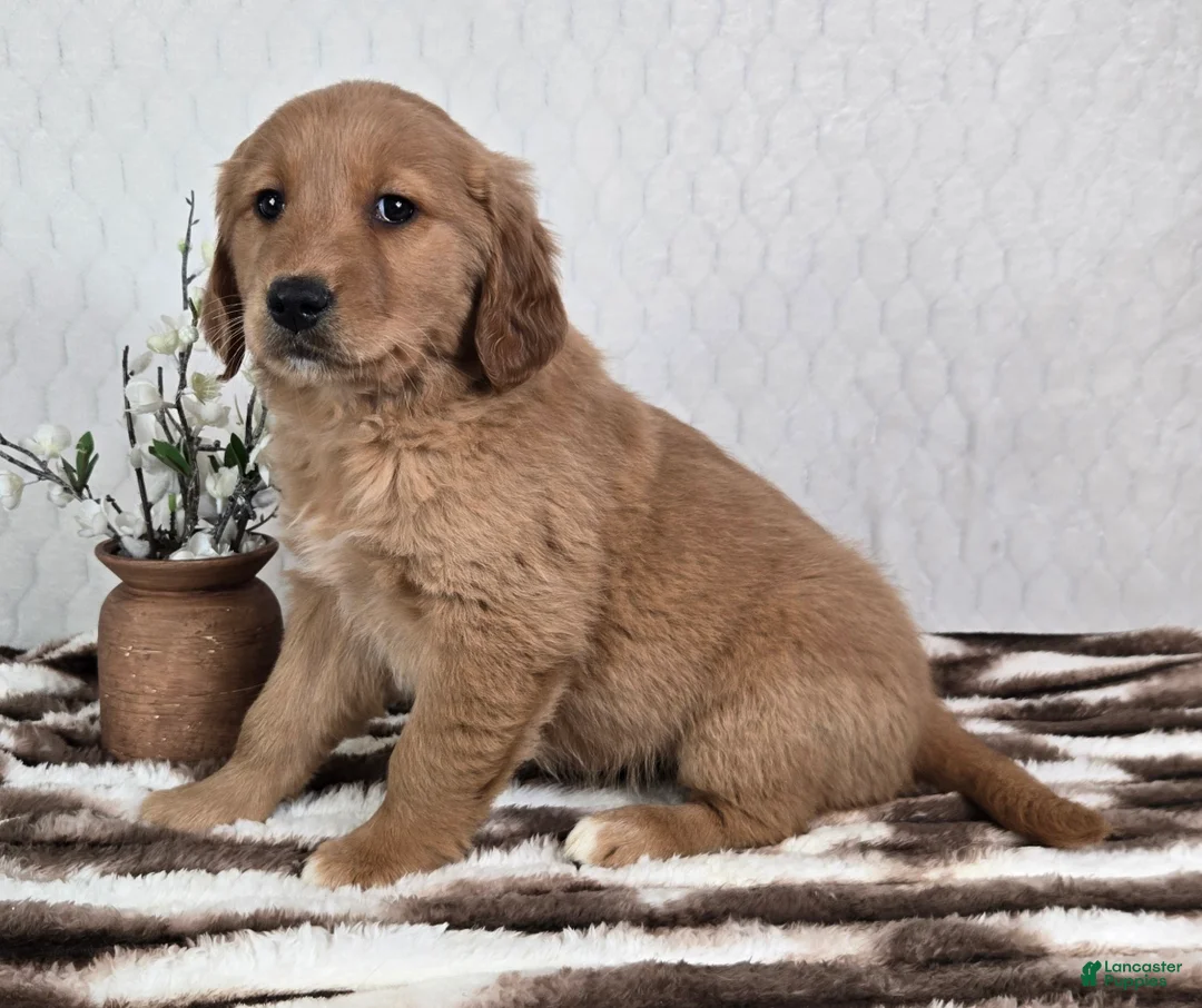 Golden Retriever dogs for sale: Goldie  - Ad 4