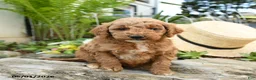 Miniature Poodle dogs for sale: Raspberry - Ad 2