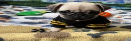 Pug dogs for sale: Tiny Ivy - Ad 1