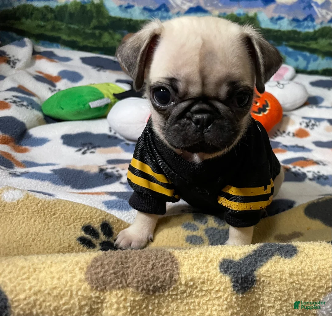 Pug dogs for sale: Tiny Ivy - Ad 1